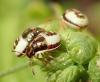 Piezodorus lituratus